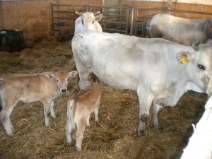 Stalla Bovina 3