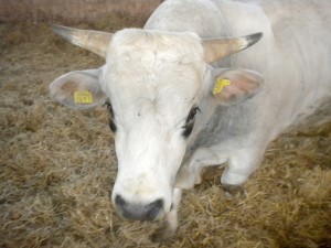 Stalla Bovina 1